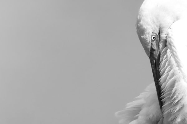 Preening egret, by George Rossini - Winner, Young Photographers
