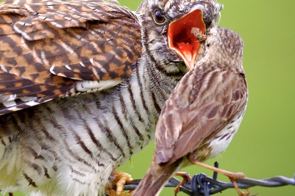 Cuckoo juvenile: the business end - Dave Parry
First prize -Main section