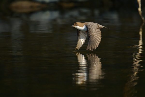 Busy Dipper - Sid Simmons
Second prize - Main section
