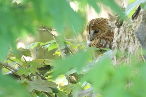 The overall winner – Tawny Owl, by Stephen Culley