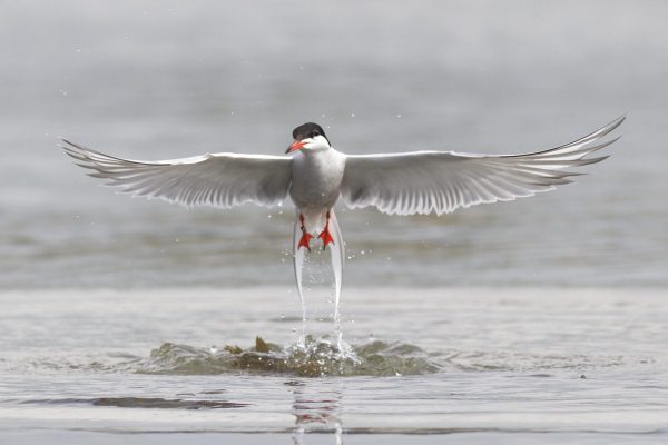 Common Tern resurfacing - Lewi Burgess